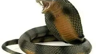 نبي الله سليمان والافعي سية