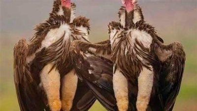 كيف تختار أنثى النسر أباً لصغارها