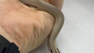 امراه عثرت على ثعبان صغير جائع 