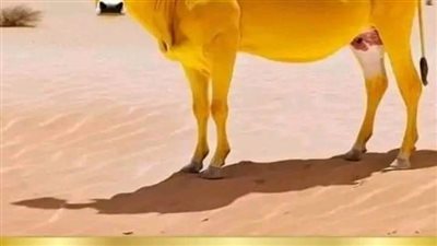 حكاية البقره