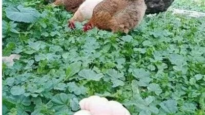 دهاء ومكر القاضي 