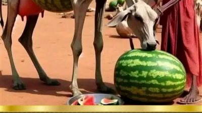قصه مصريه حقيقيه 