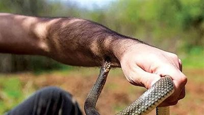 قصة الرجل الذي لدغته افعي 